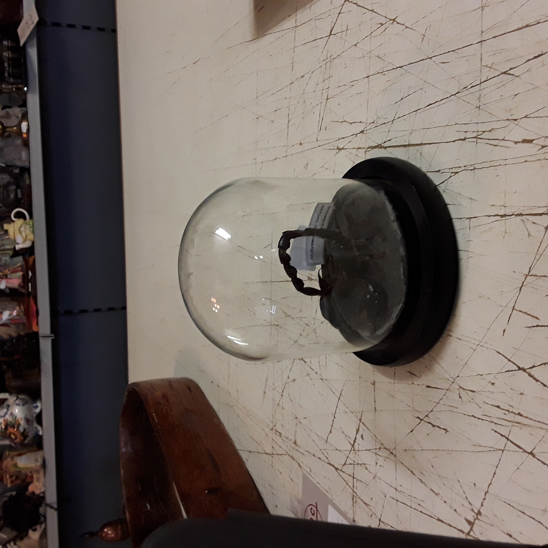 <p>Scorpion sous globe<br />45,00 € T.T.C<br /><a href="/Article/123235?type=depose" style="color:white;" target="_blank">Lien vers l'article</a></p>